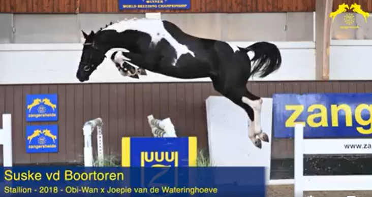 Zangersheide Auction - 2 Year Old Coloured Stallion Sold For 47,000 Euros